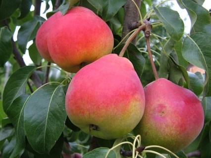 Груша Радана [2-річна з відкритим коренем]